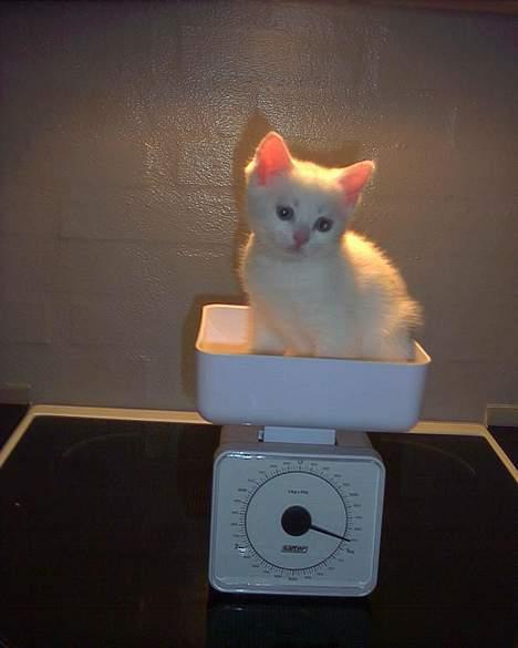 Blanding af racer Lotus R.I.P billede 15