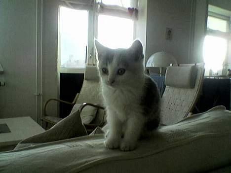 Huskat Mille - Herfra kan man se HELE verden :) billede 1