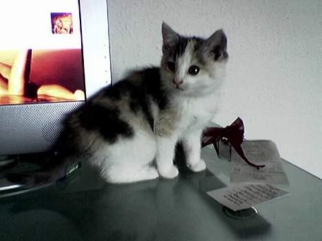 Huskat Mille - Er jeg til at stå for? billede 3