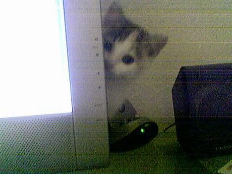 Huskat Mille - Titte bøh... billede 4