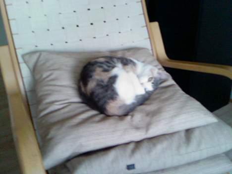 Huskat Mille - Rigtige prinsesser sover på MANGE puder! billede 5