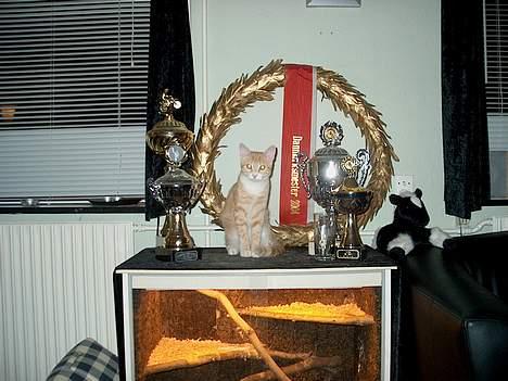 Huskat Rita (misse lange hale) - Jeg er jo lidt af en pokal mis. billede 5