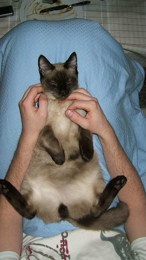 Siameser Toulouse - 110% afslapning! billede 19