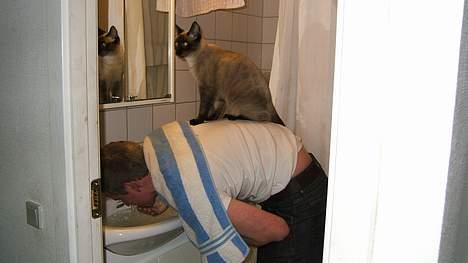Siameser Toulouse - Det her sker stort set hver gang, man bukker sig ned over vasken, og Tulledrengen er i nærheden. billede 20