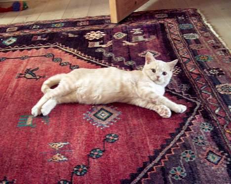 British Shorthair urban - skal vi lege ?? billede 6