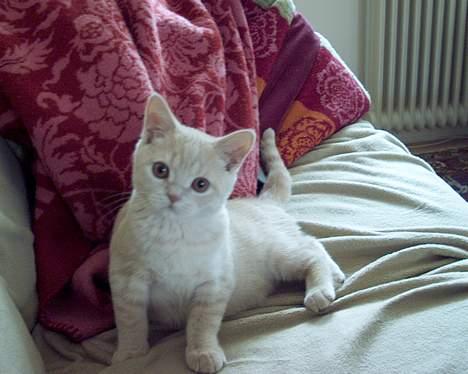 British Shorthair urban billede 7