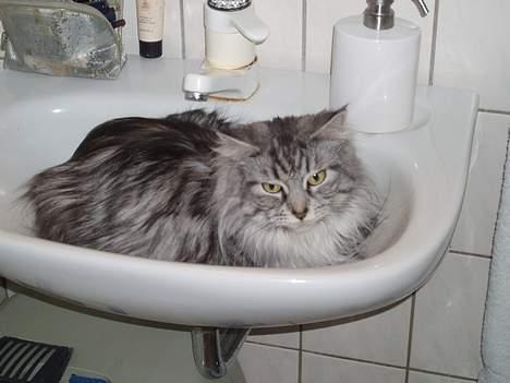 Maine Coon Zille - "Tager lige en lur her i vasken, måske kommer der nogen og tænder for vandet" billede 8