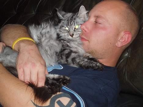 Maine Coon Zille - "Det her er bare såååå hyggeligt, at ligge her ved far for så bliver jeg nusset på maven.." billede 9