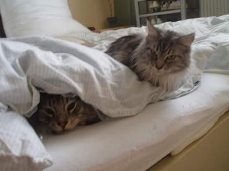 Maine Coon Zille - "Halloo Omally hvor er du?? Er du der under dynen..??" billede 10