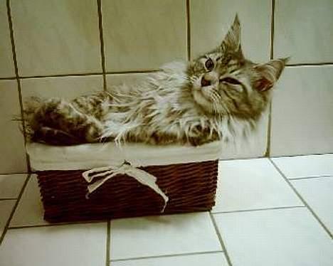 Maine Coon Zille - "Uhha jeg er rigtig sur her i min lille kasse.. Jeg er nemlig lige flyttet ind hos Stine & Morten og jeg er lidt bange" billede 11