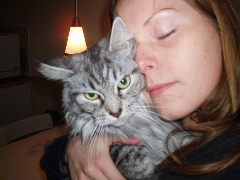 Maine Coon Zille - "Her nusser jeg med mor.." billede 12