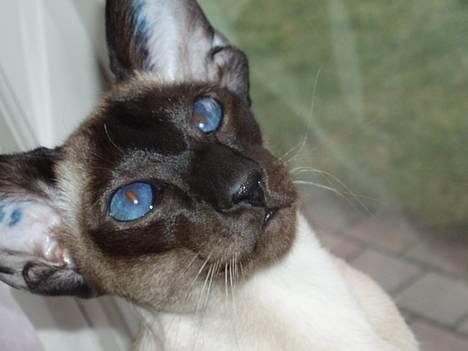 Siameser Molly - Molly er træt. billede 1