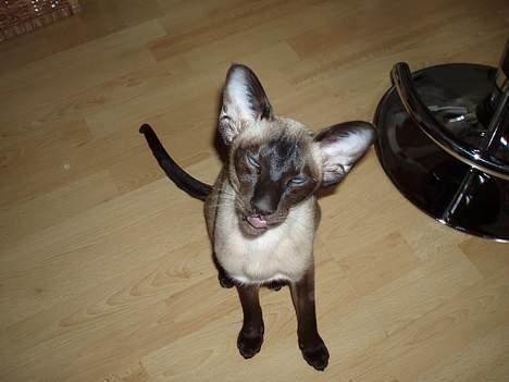 Siameser Molly - Mollly tigger om mad. billede 2