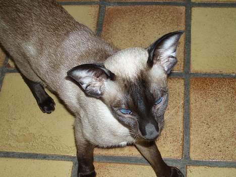 Siameser Molly billede 3