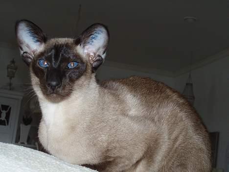 Siameser Molly - Molly Slapper af. billede 4