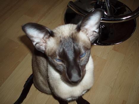 Siameser Molly - Molly 8) billede 5