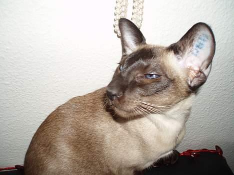 Siameser Molly billede 6