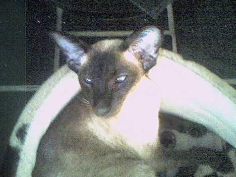 Siameser Molly - Molly ligger foran brændeovnen. billede 7