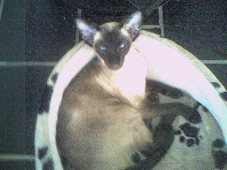 Siameser Molly - Igen ligger hun foran brændeovnen. billede 8