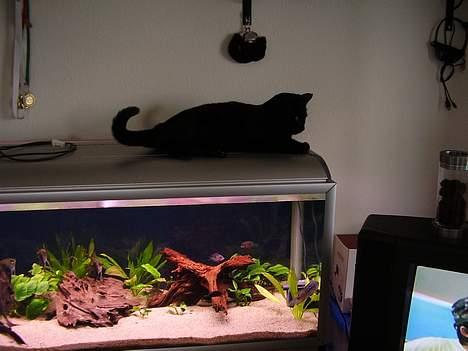 Huskat Bamse R.I.P - Mor der er dejligt varmt her billede 3