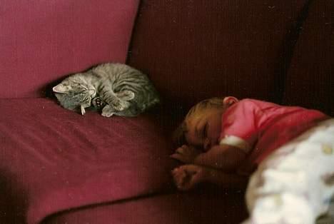 Blanding af racer Sille, *DØD 3/4 -06* - to små katte i en sofa :) billede 18