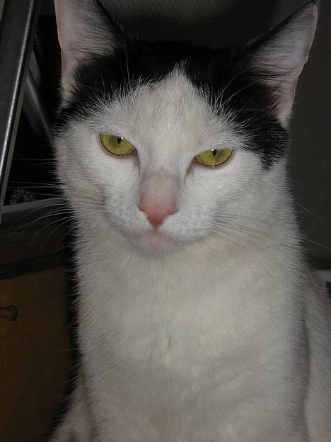 Blanding af racer Piéc -  Piéc . Søndag d 9 April 2006 billede 1