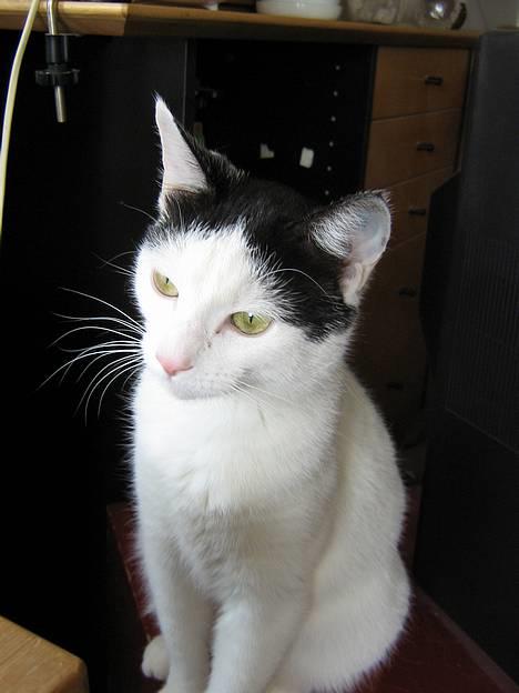 Blanding af racer Piéc - Hvad skal jeg finde på af narrestreger? billede 2