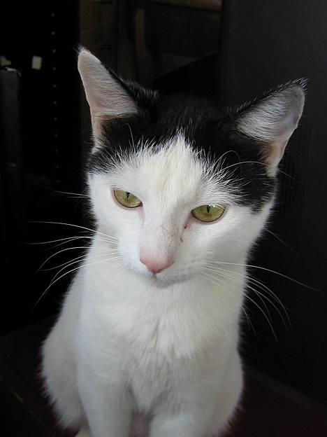 Blanding af racer Piéc - Piéc d 6 maj 2006 billede 3