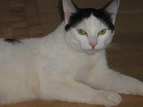 Blanding af racer Piéc - Piéc Søndag d 2 April 2006 billede 4