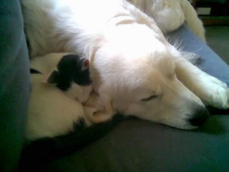 Blanding af racer Piéc - Dejlig lur sammen med min Athenepige - Piéc og Athene billede 5