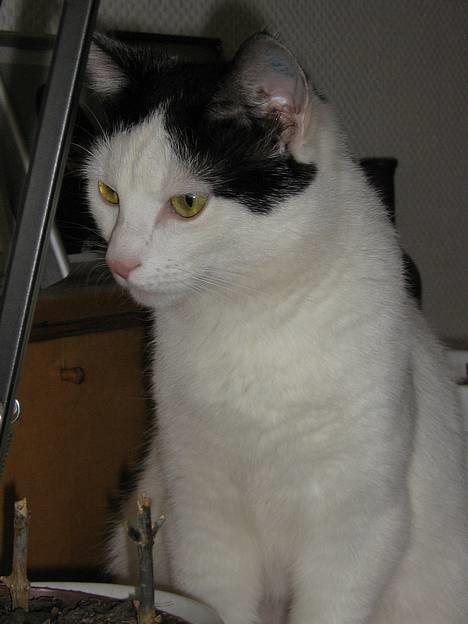 Blanding af racer Piéc - Piéc Søndag d 9 April 2006 (bemærk den fine blomst hi hi!) billede 6