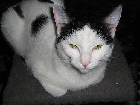 Blanding af racer Piéc - Piéc eller i daglig tale femmeren billede 7