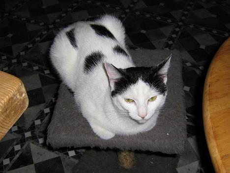 Blanding af racer Piéc - Piéc på sit kradsebræt billede 8