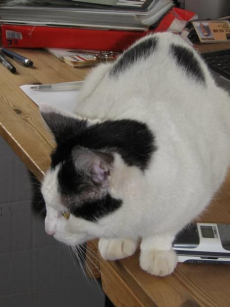 Blanding af racer Piéc - Her ligger jeg lige på spring... er nemlig ude på ballade he he billede 9