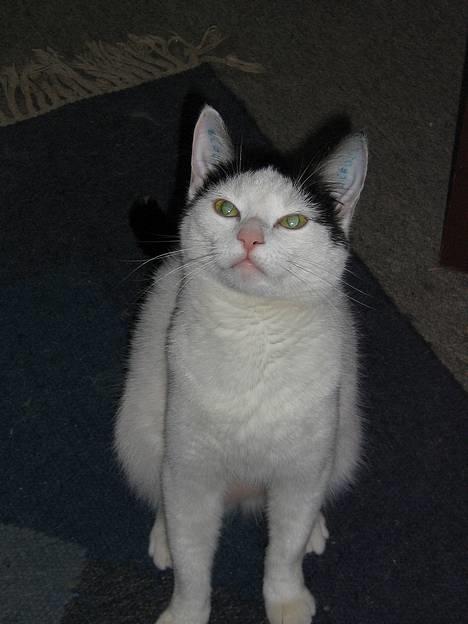 Blanding af racer Piéc - Hvad laver du Trine???? billede 10