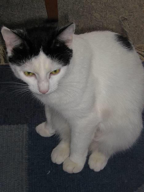 Blanding af racer Piéc - Gider du lige flytte dig med det kamera? billede 11