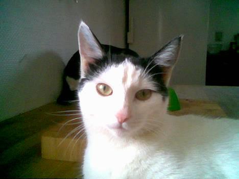 Blanding af racer Piéc - Piéc  billede 12