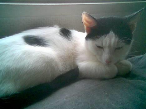 Blanding af racer Piéc - Piéc på sit ynglings- sove -sted billede 13