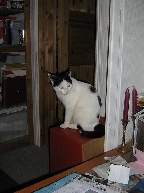 Blanding af racer Piéc - Piéc med de lysende øjene marts 2006 billede 14