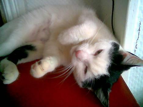 Blanding af racer Piéc - Gå nu væk - jeg vil sove billede 15