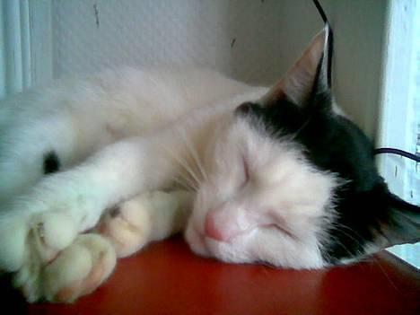 Blanding af racer Piéc - Nøj hvor er jeg træt billede 16