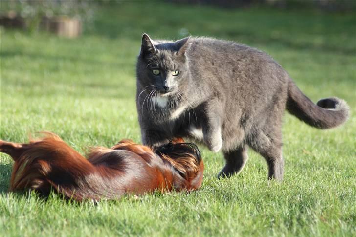 Huskat Magnus Olsen - 2. april 2009 billede 10