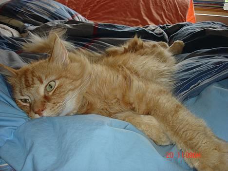 Maine Coon alfred - min lille sovetryne.. billede 1