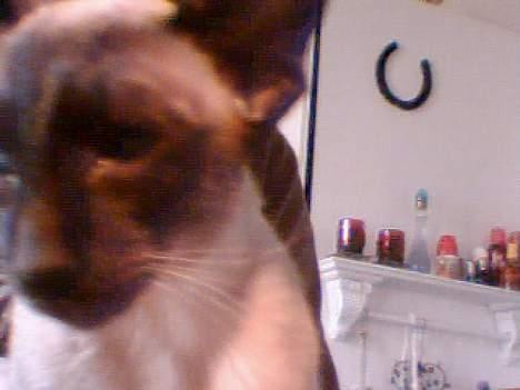 Siameser Molly - Jeg ved at jeg er lækker ;-) billede 9