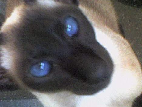 Siameser Molly - Holder øje med dig :P billede 10