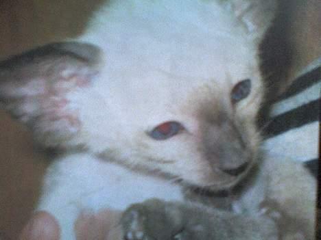 Siameser Molly - Molly - 6 uger gammel billede 11