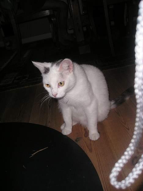 Blanding af racer Futji (Død) - Her er mis søde mis Futji som desvære er død...<3 billede 1