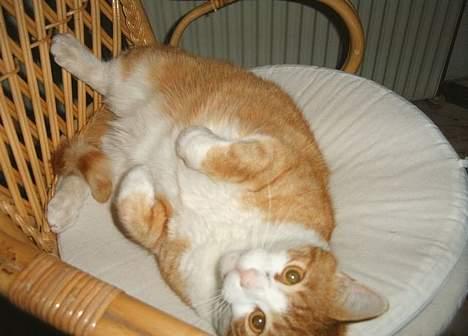 Blanding af racer Filur - hvor r du zød..kom herhen og klø  mig lidt... billede 3