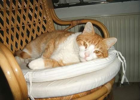 Blanding af racer Filur - miaaaav du zød billede 4