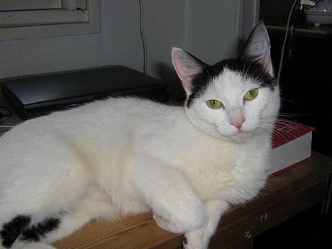 Blanding af racer Piéc - Piéc  billede 17